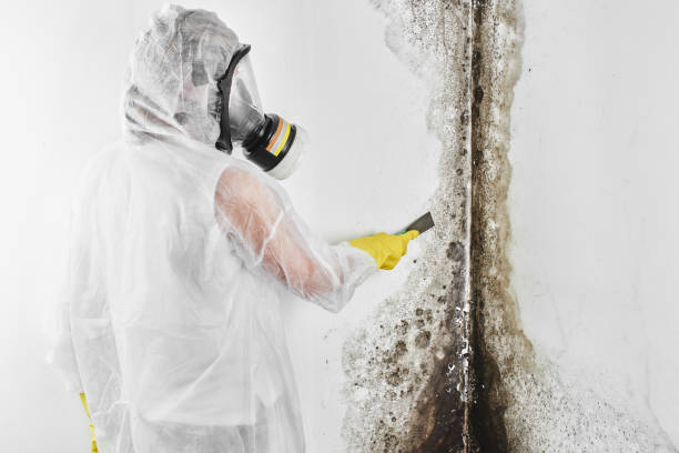 Best Mold Cleaning Services  in Susan Moore, AL