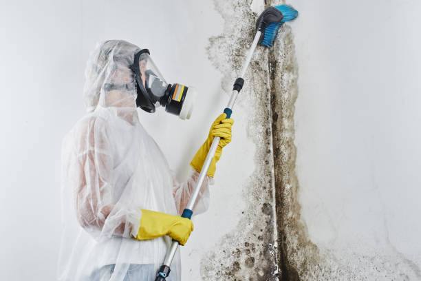 Best Black Mold Removal  in Susan Moore, AL