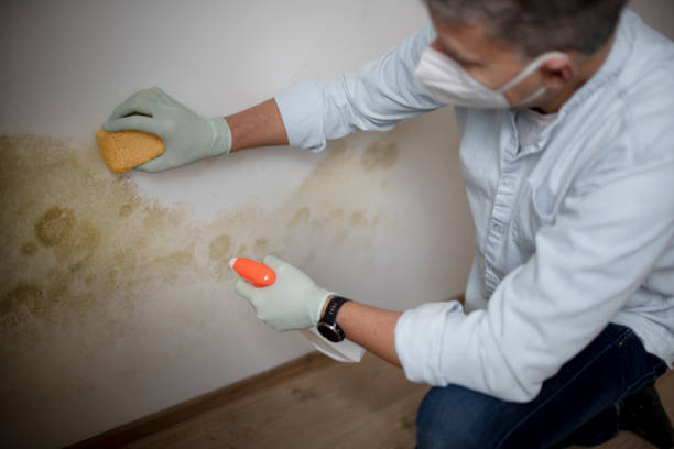 Best Local Mold Removal Service  in Susan Moore, AL