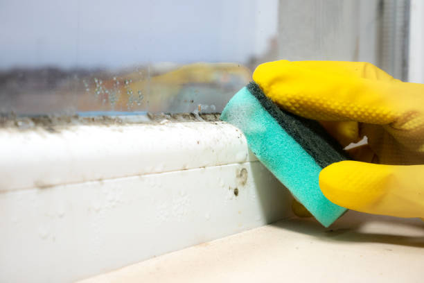 Certified Mold Removal in Susan Moore, AL